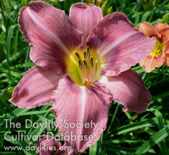 Daylily Chicago Thistle